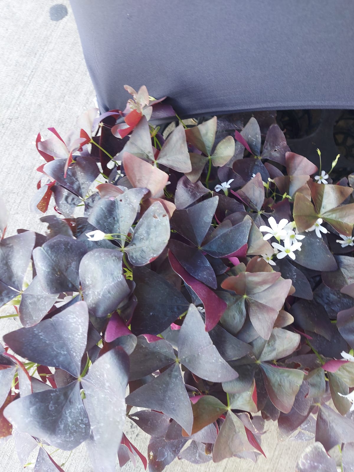 Oxalis