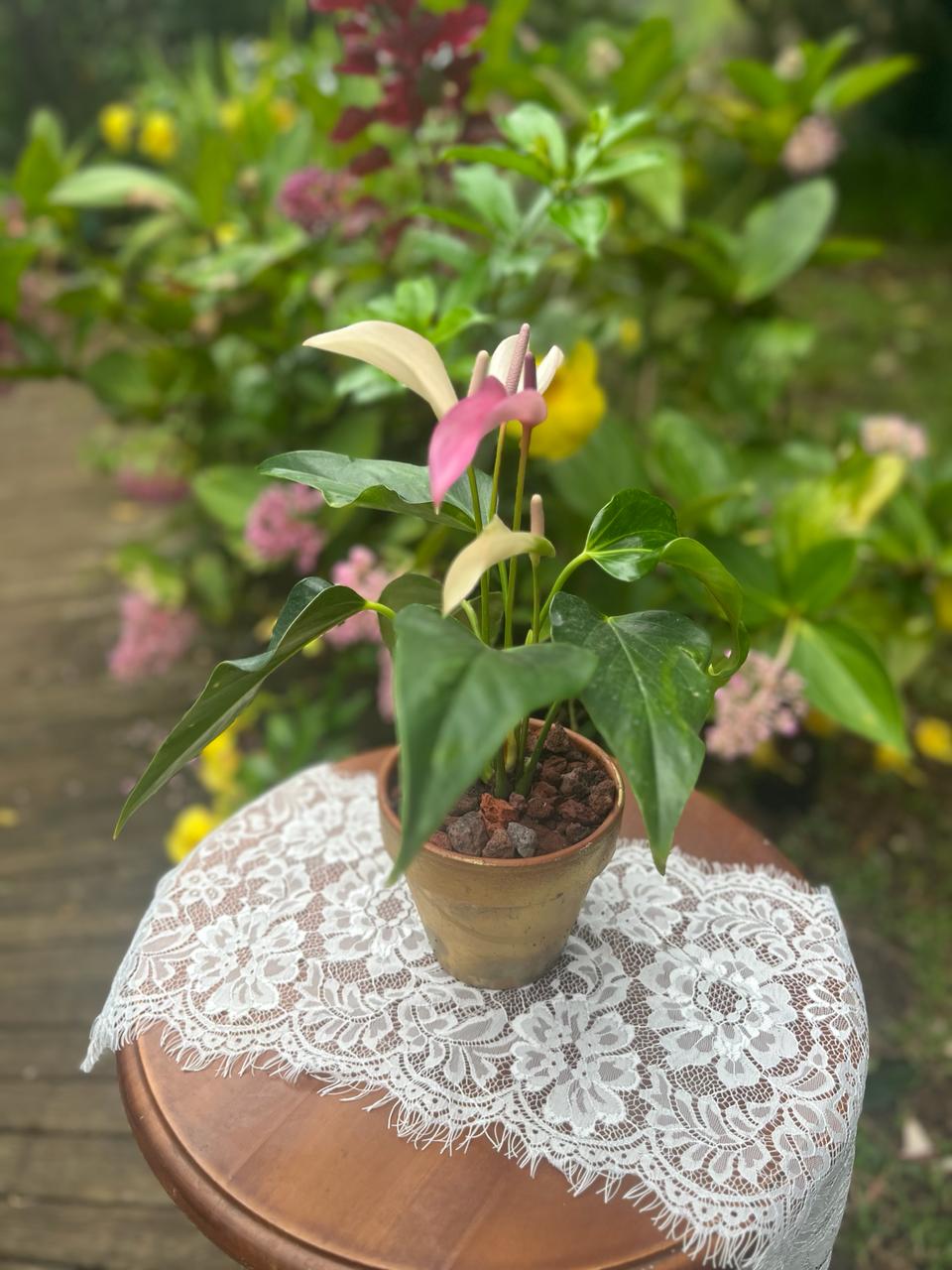 Anthurium