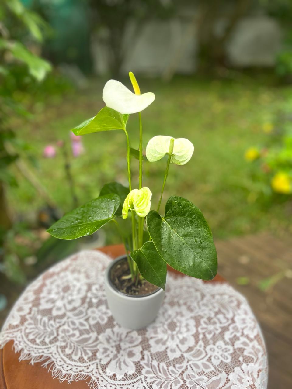 Anthurium