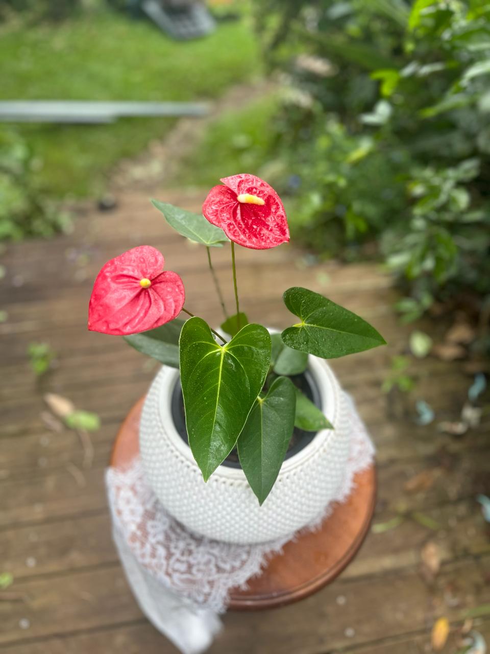 Anthurium