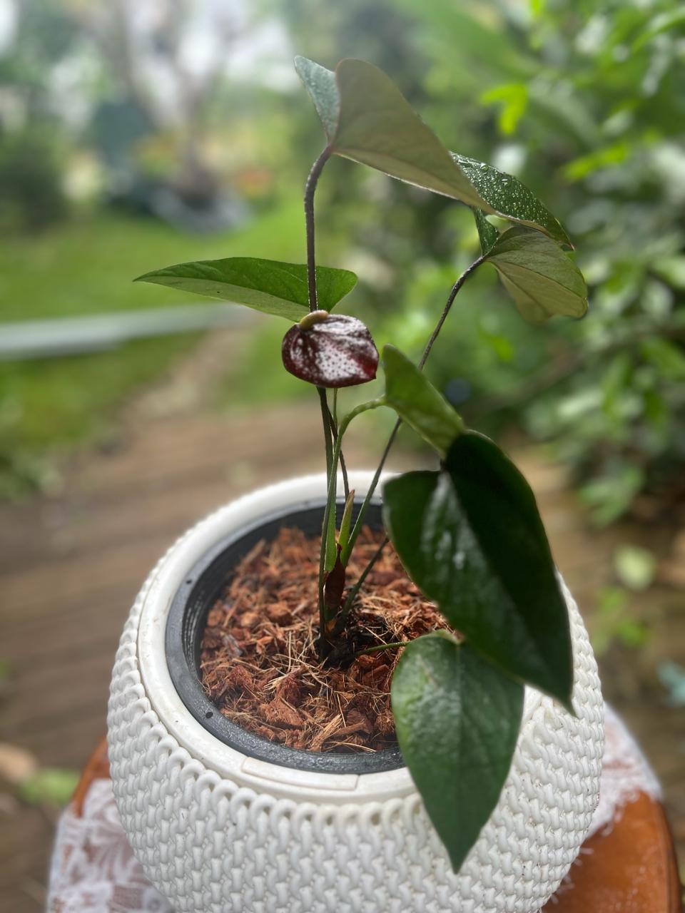 Anthurium