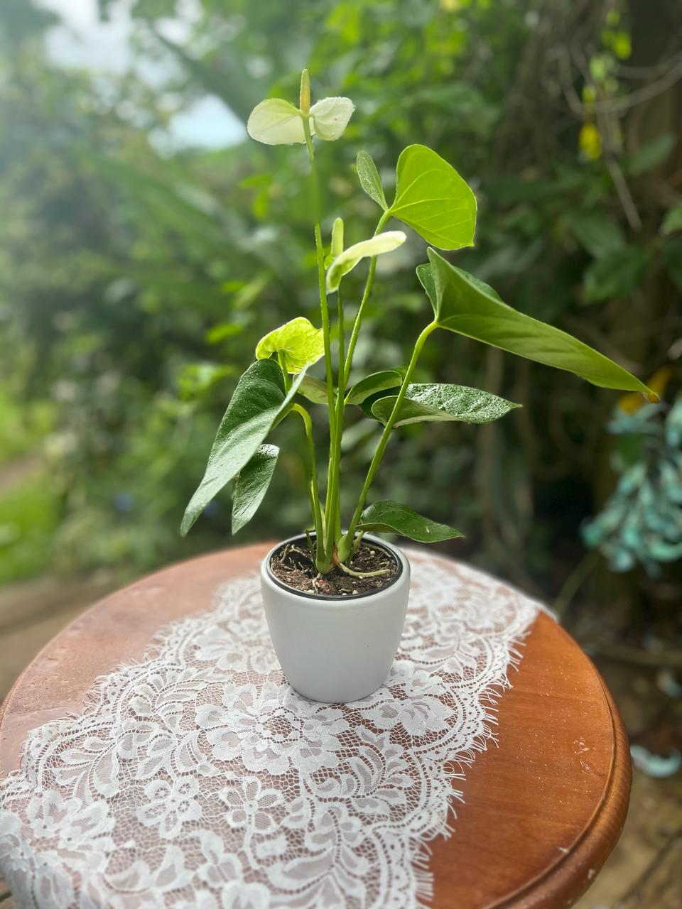 Anthurium