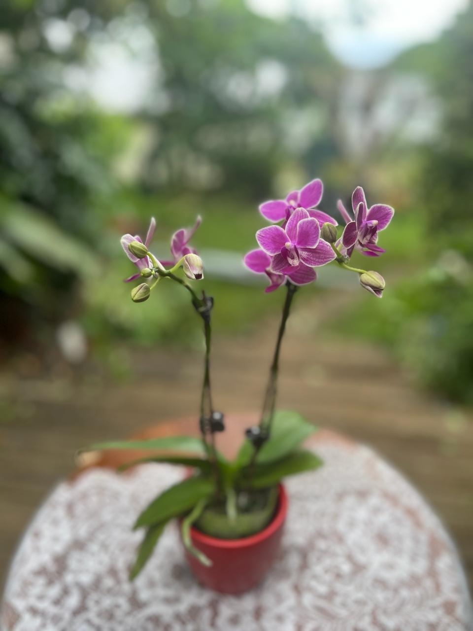 Orchidées - Phalaenopsis