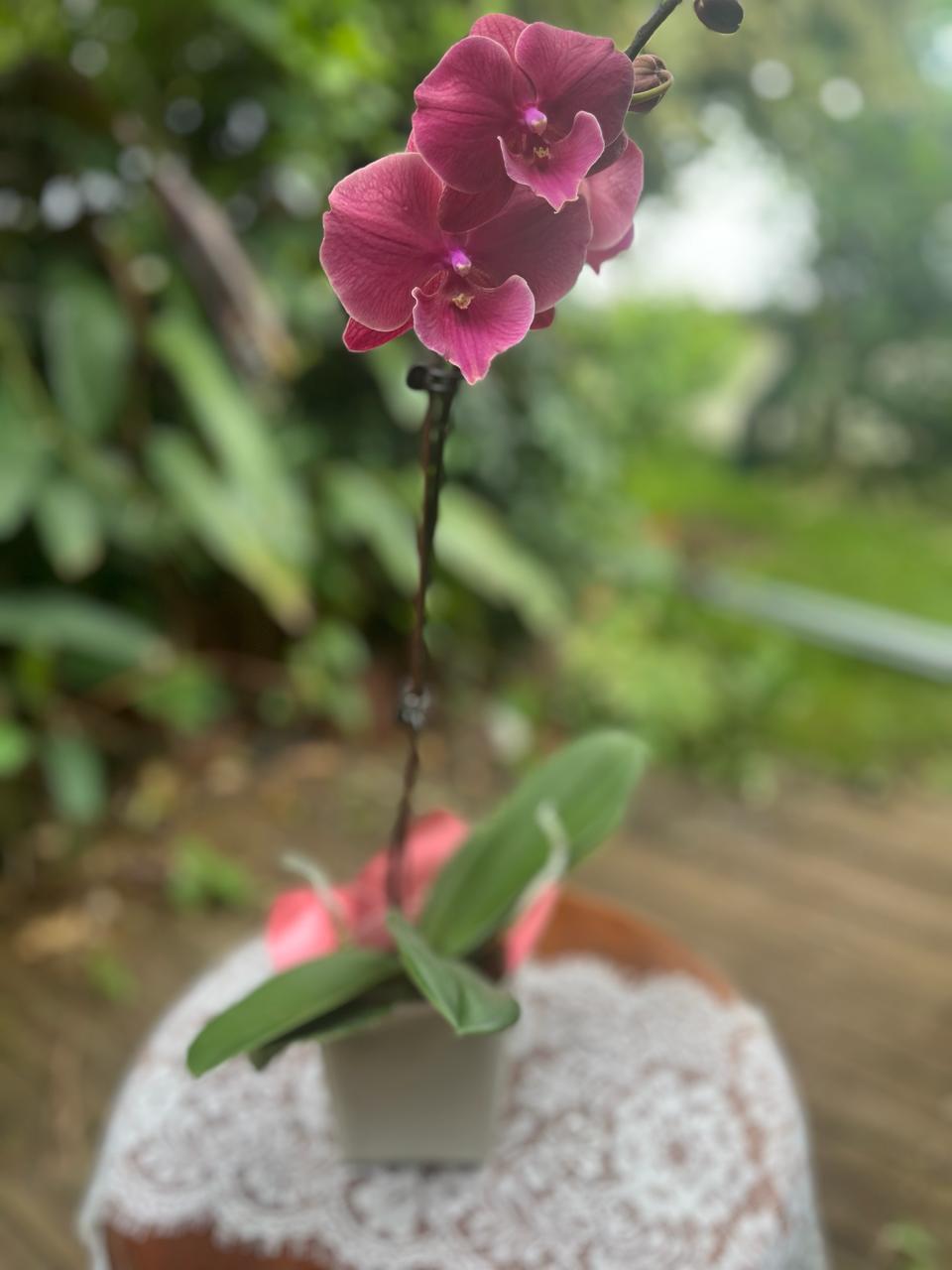 Orchidées - Phalaenopsis