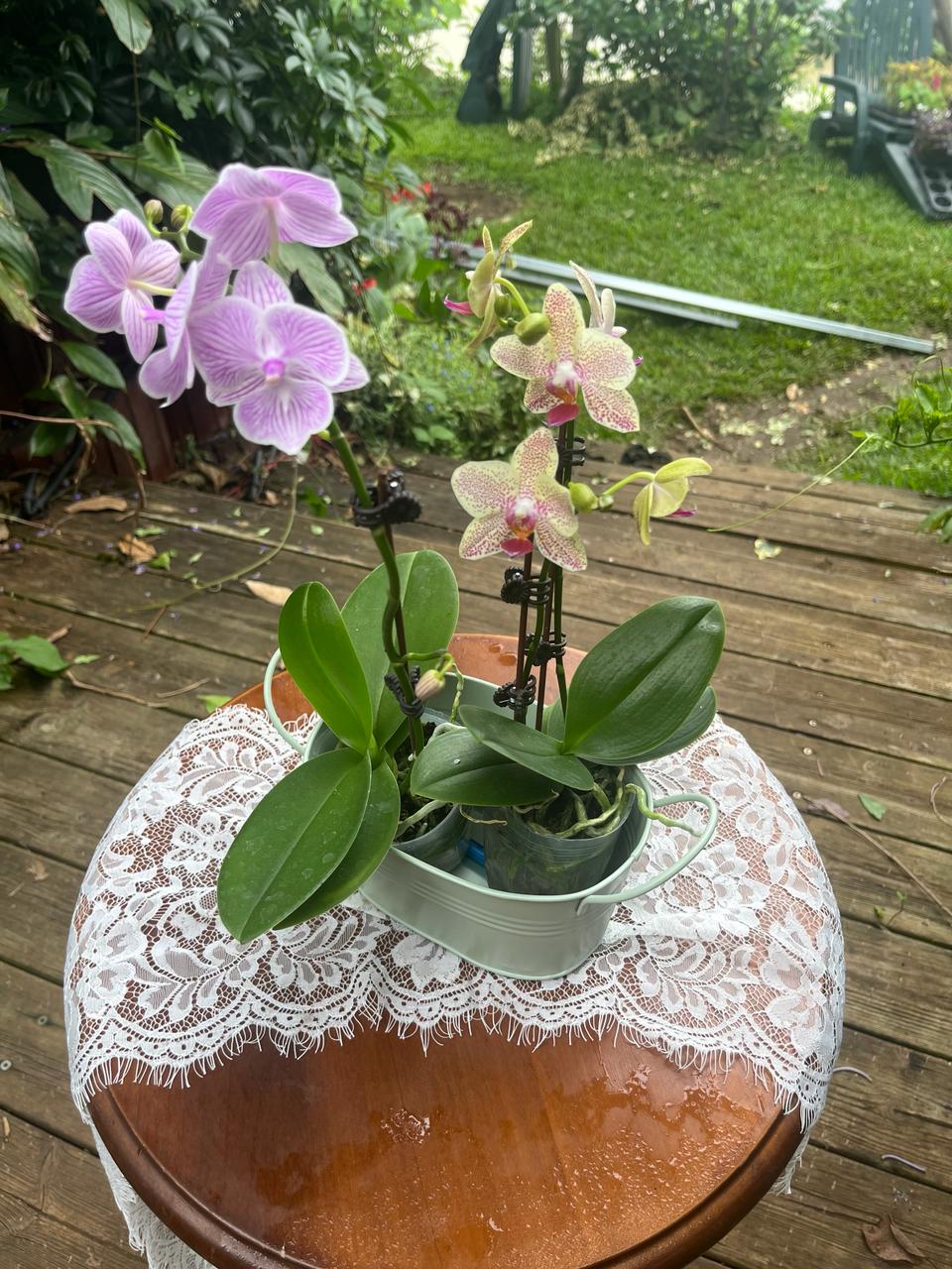 Orchidées - Phalaenopsis