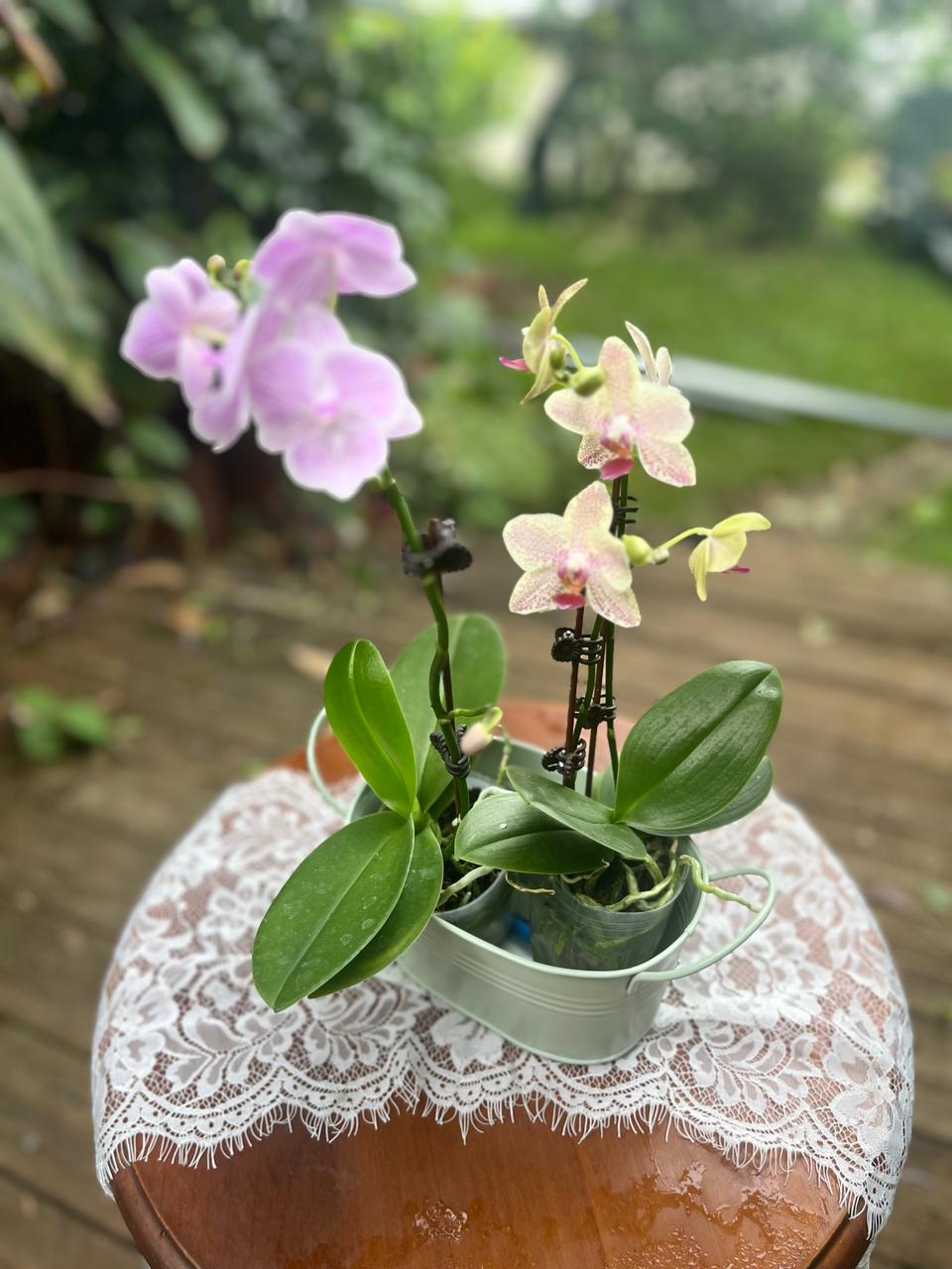 Orchidées - Phalaenopsis