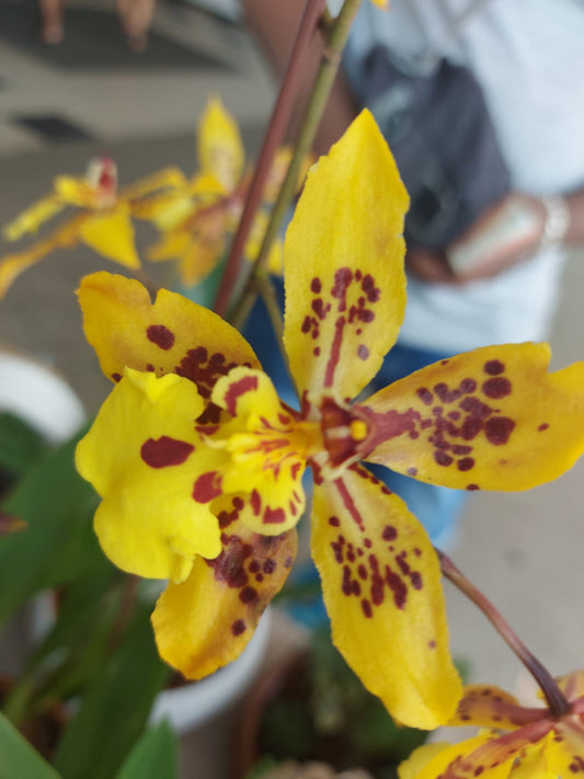 Orchidées - Oncidium