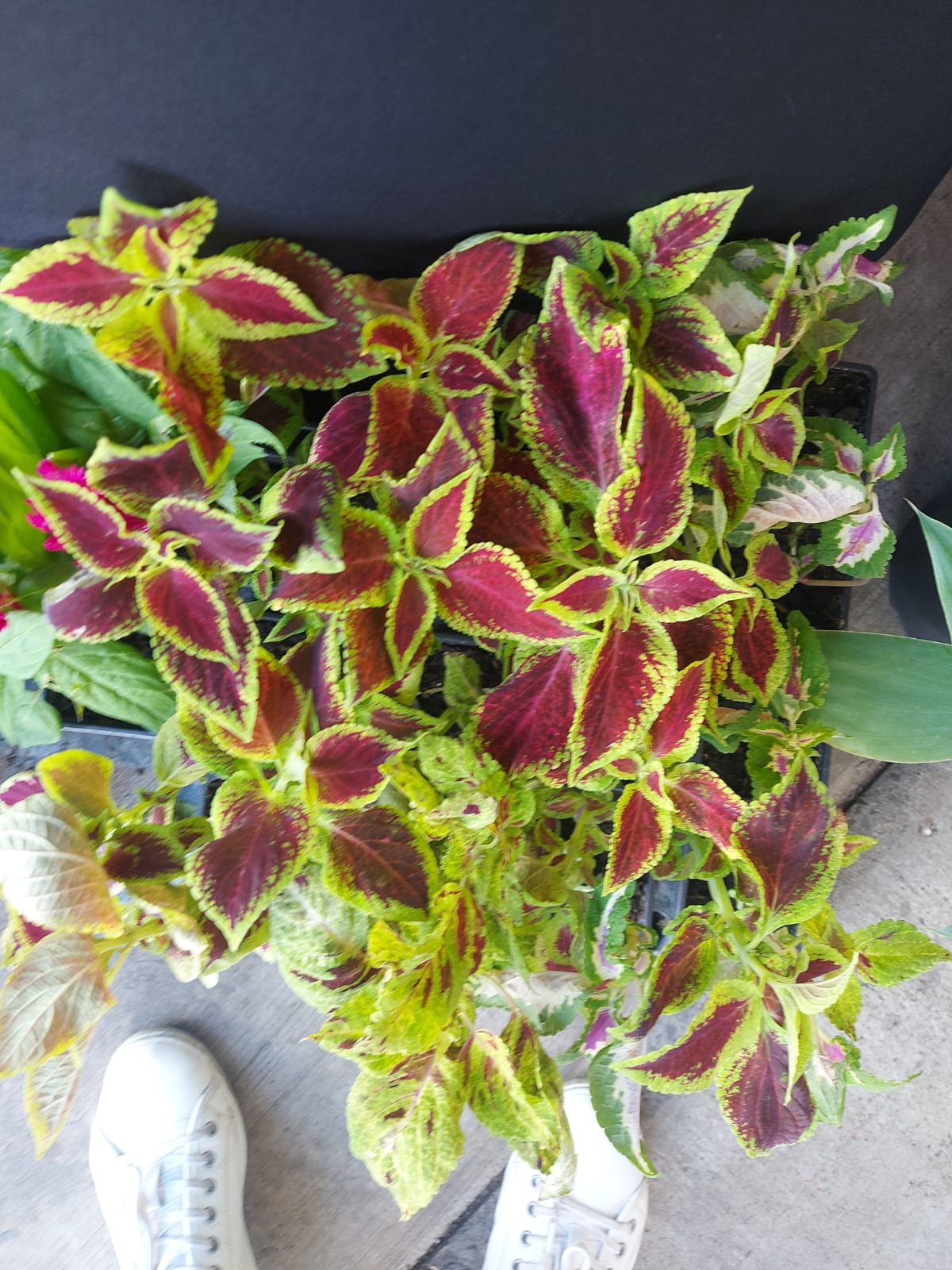 Coleus