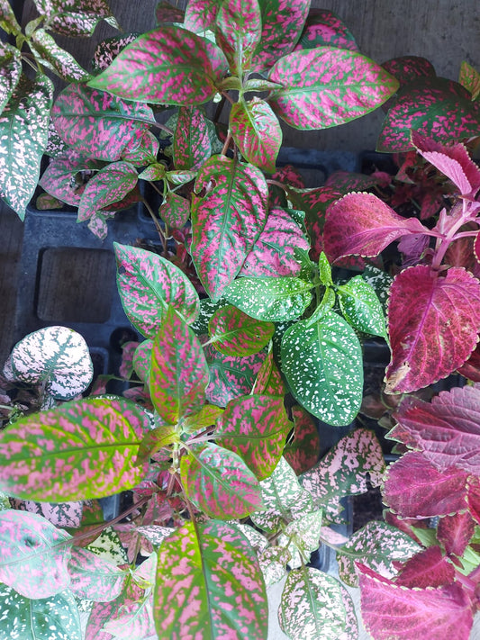 Hypoestes