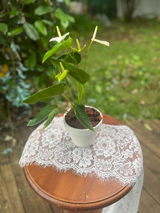 Anthurium