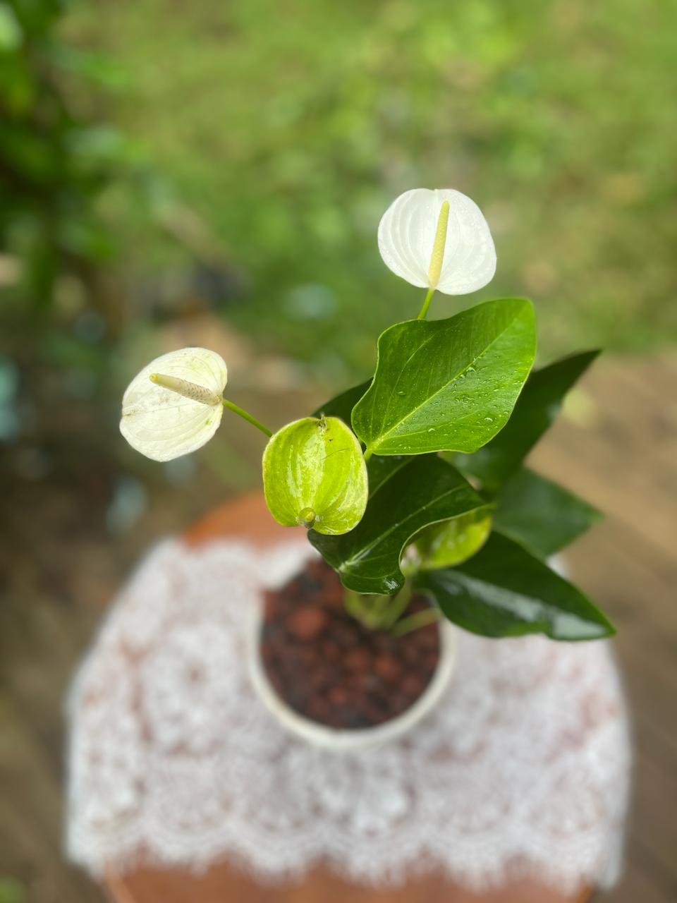 Anthurium
