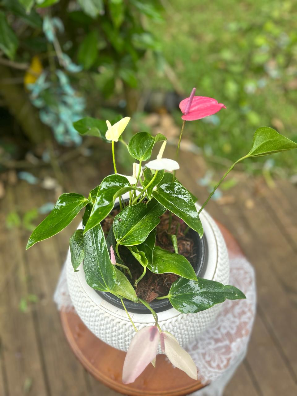Anthurium