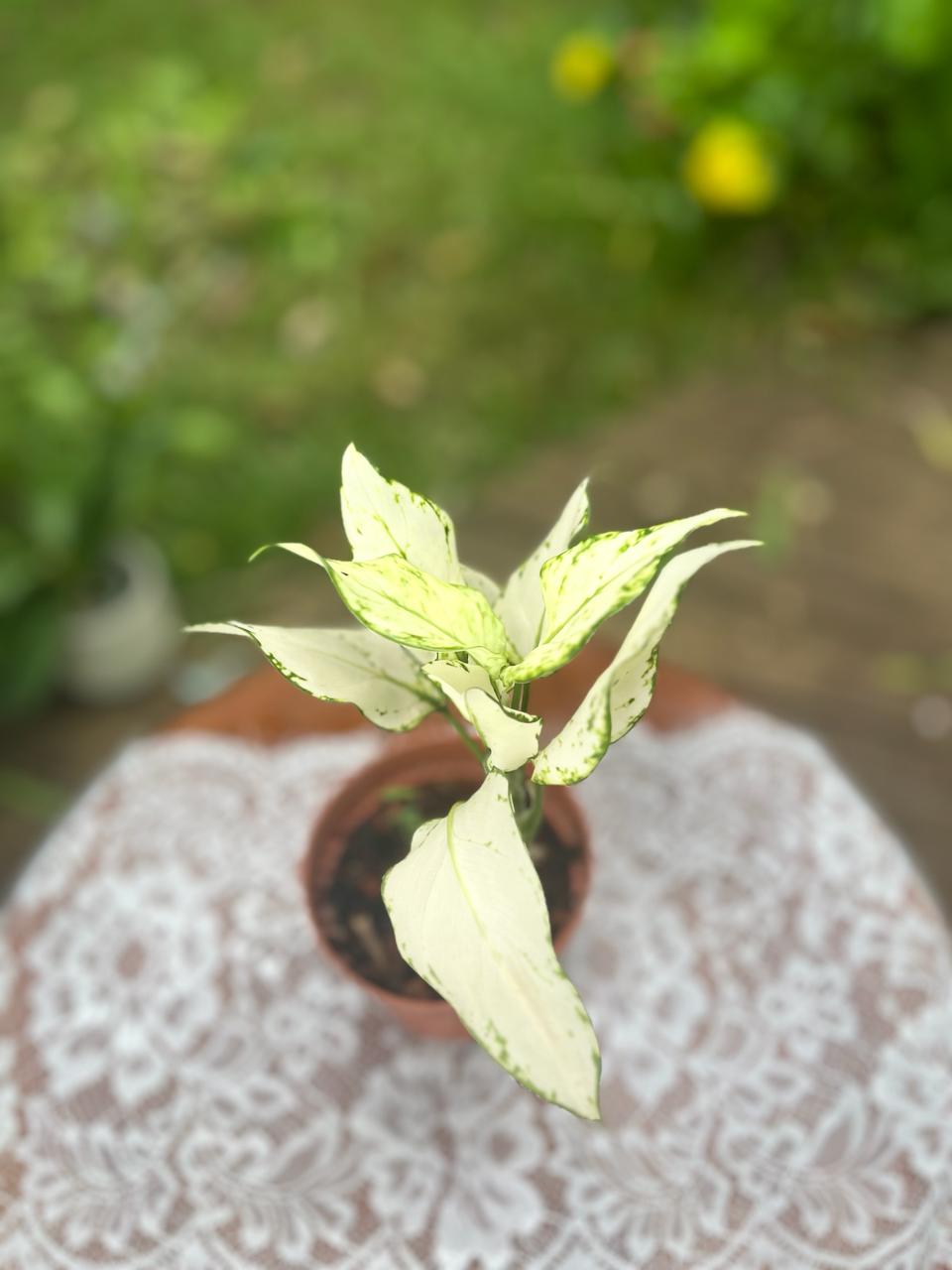 Algaoenema