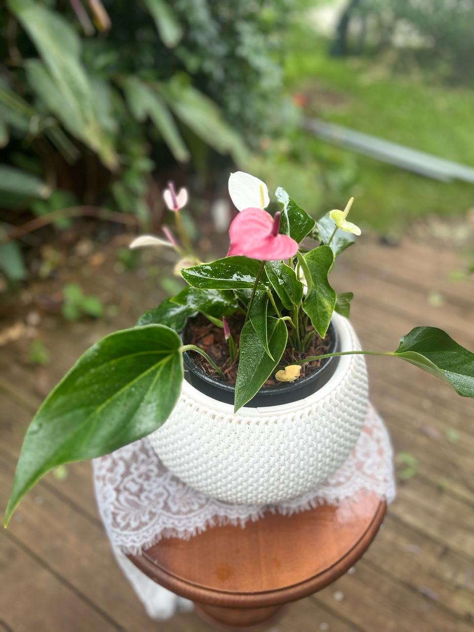 Anthurium