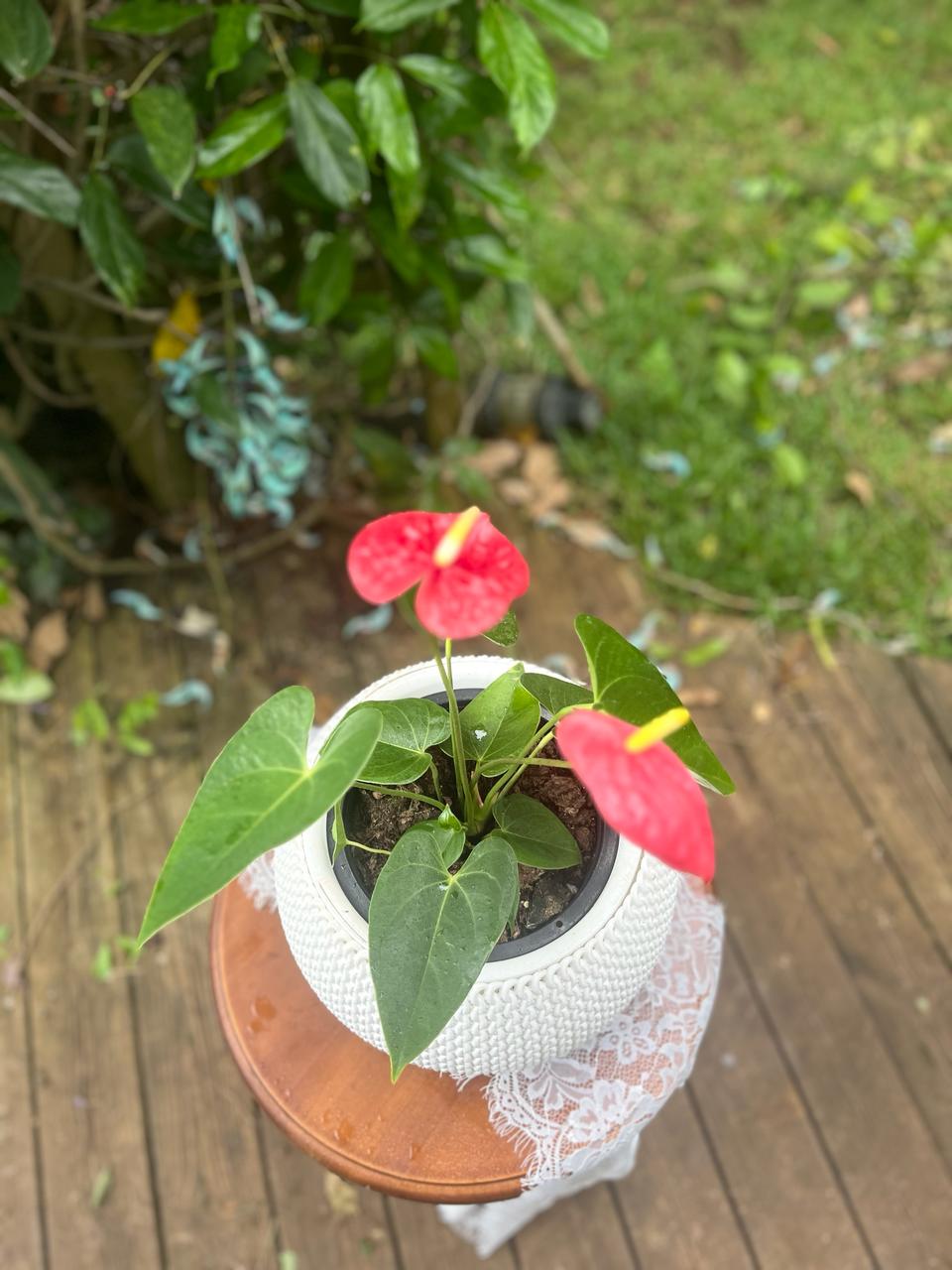 Anthurium