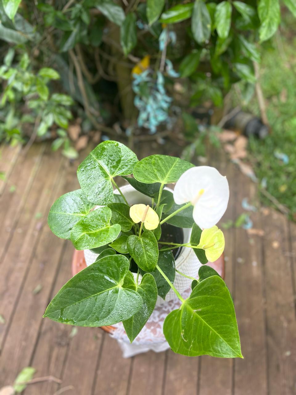 Anthurium