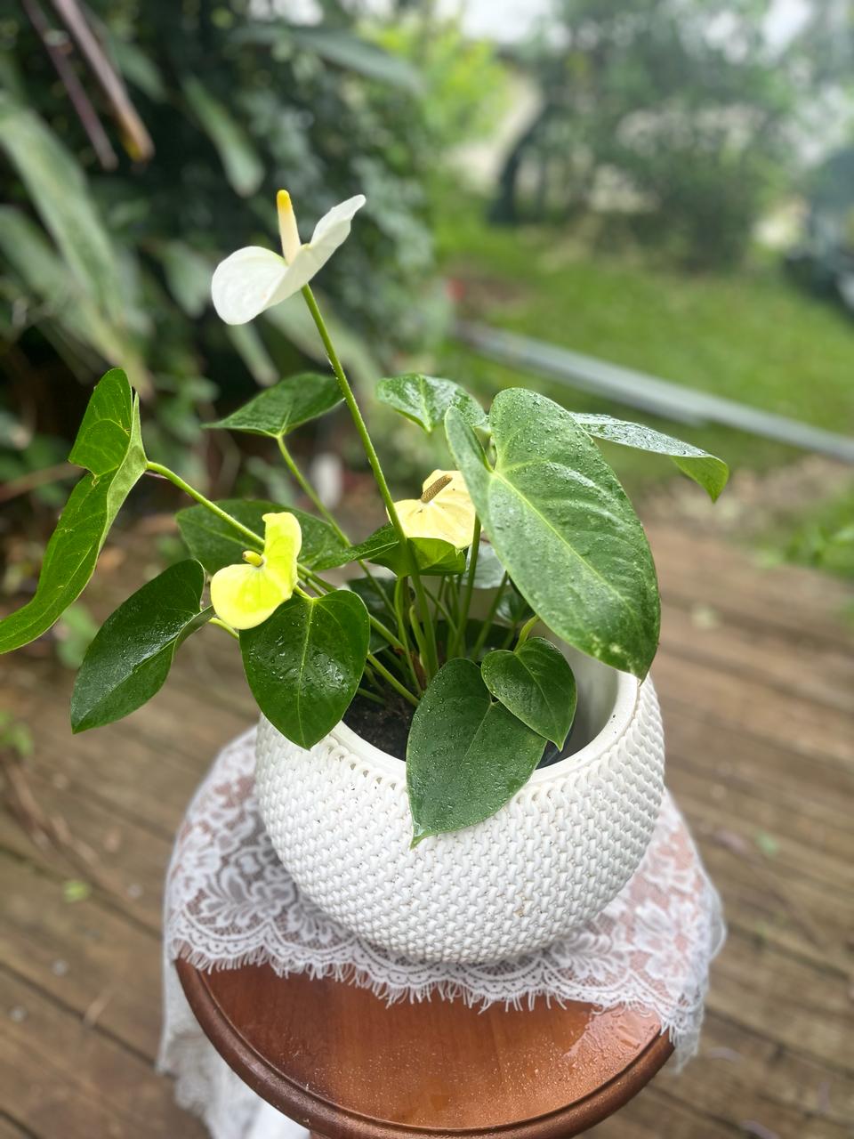 Anthurium