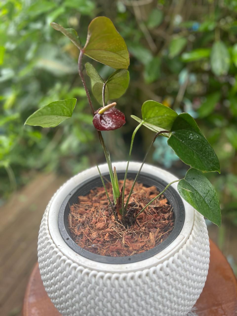 Anthurium