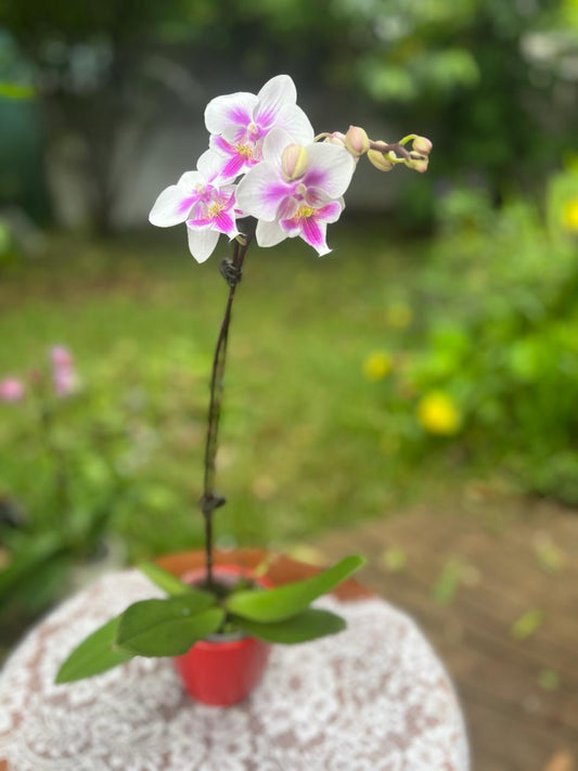 Orchidées - Phalaenopsis