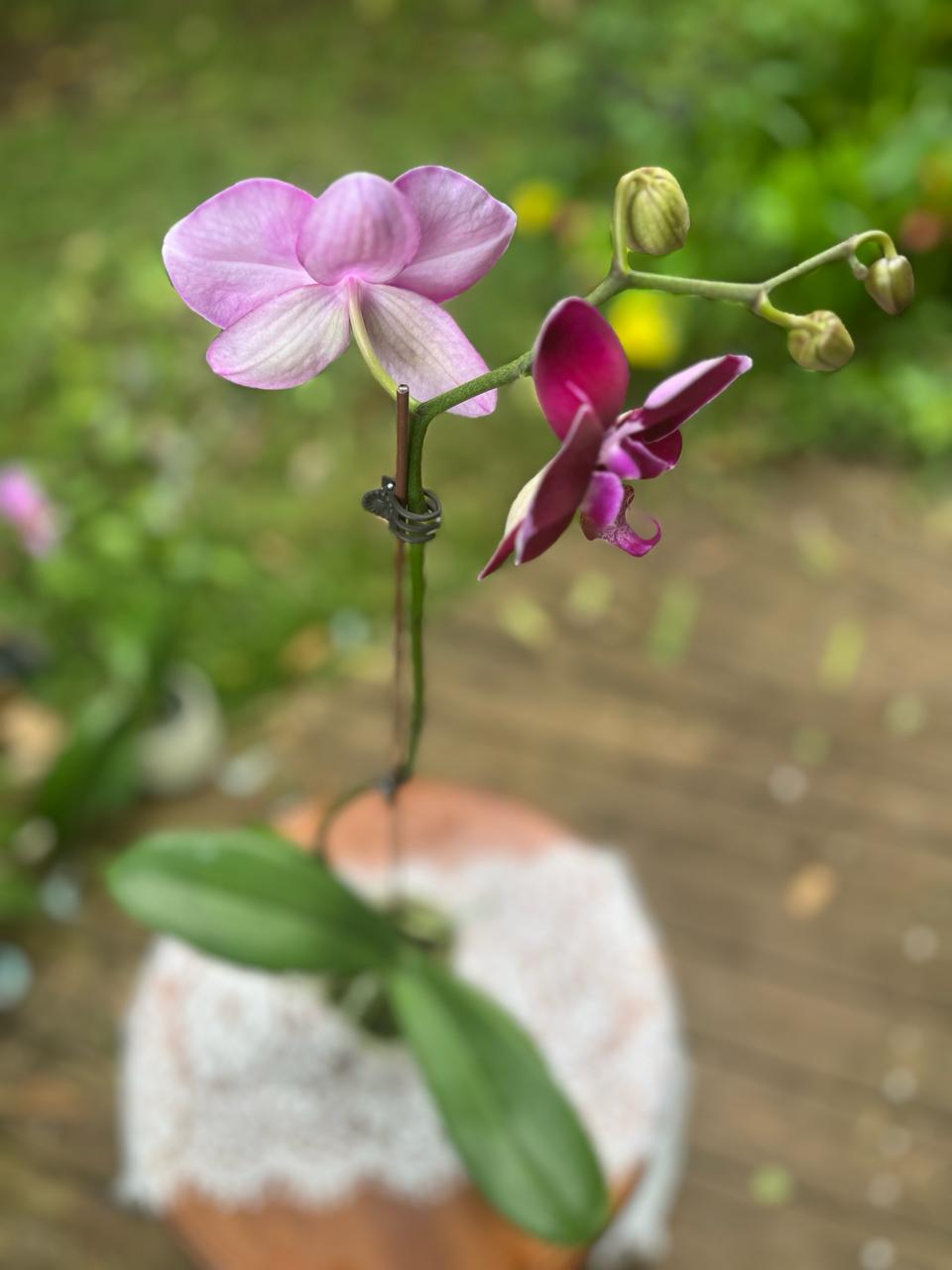 Orchidées - Phalaenopsis