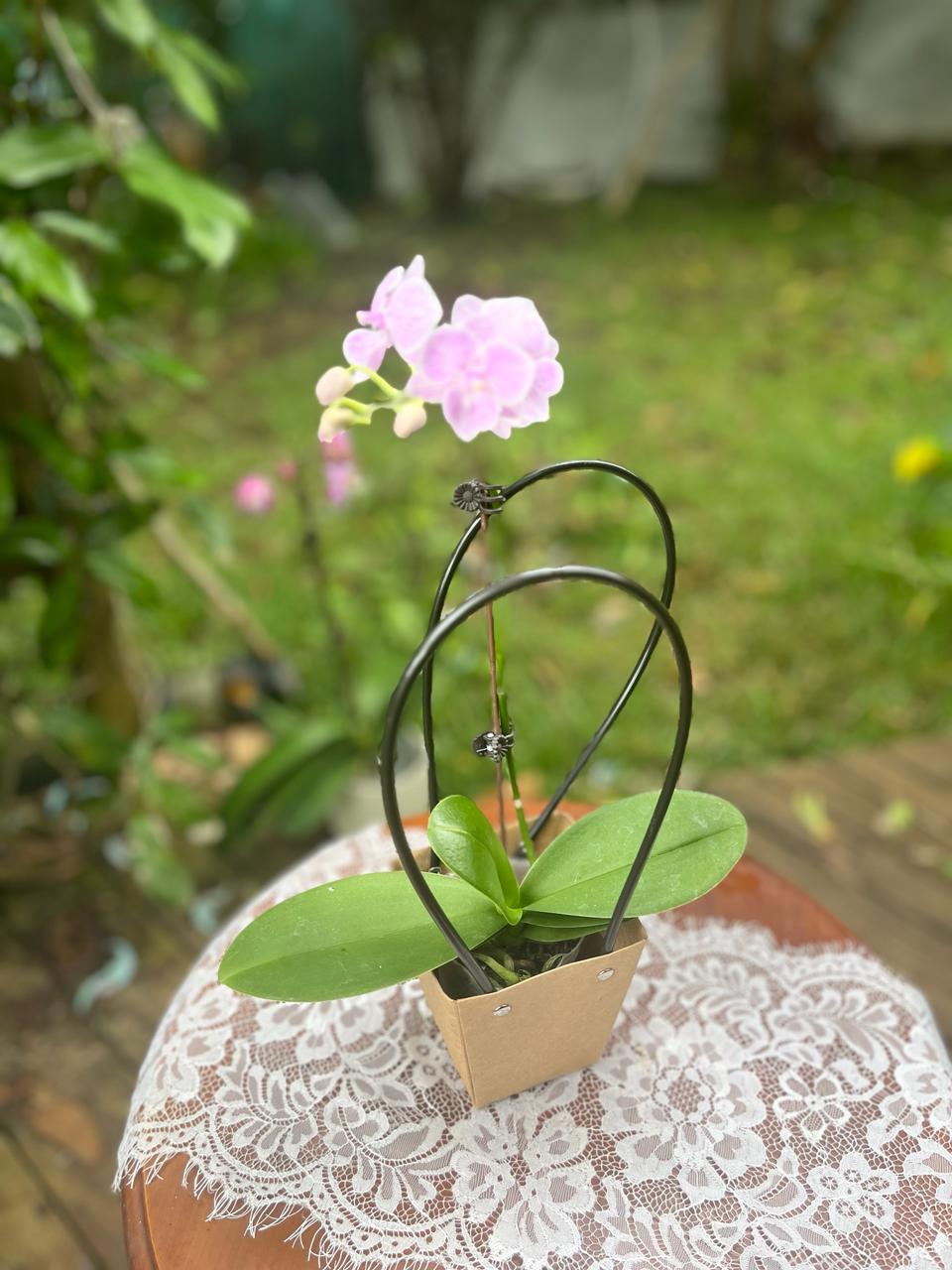 Orchidées - Phalaenopsis